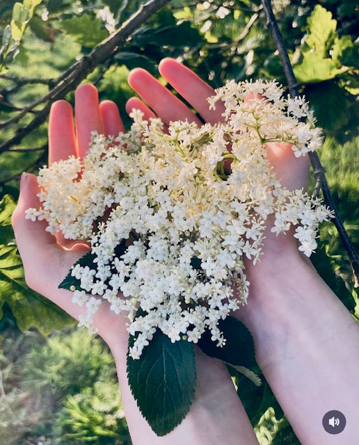 Our Top Tips for Foraging Elderflower